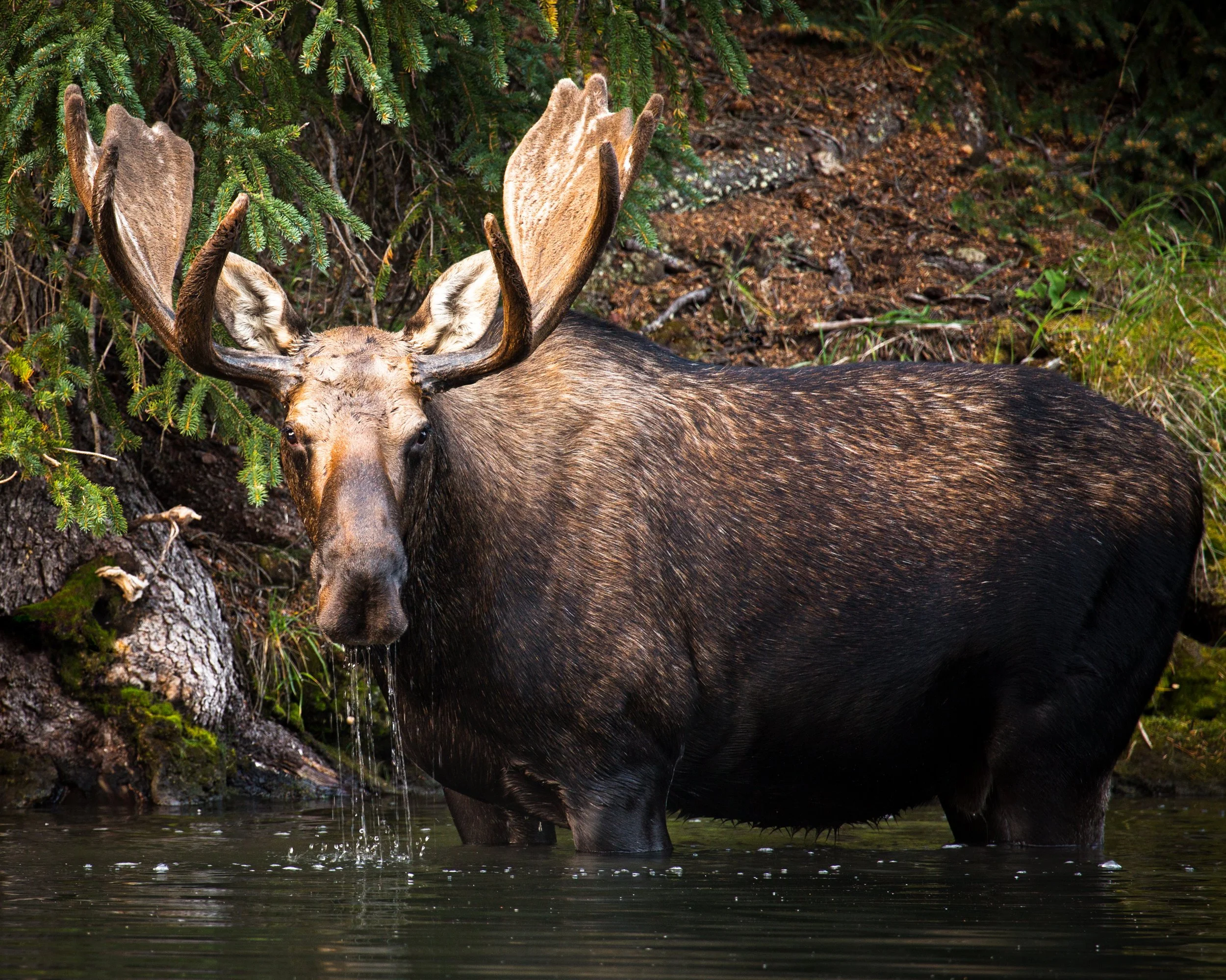 Moose Lake Moose — Josh Merrill Photography